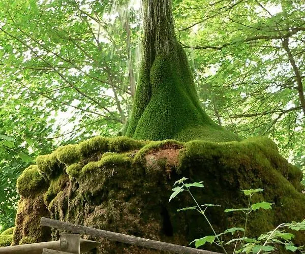 Tiny House Ithblick Direkt Am * Salzhemmendorf